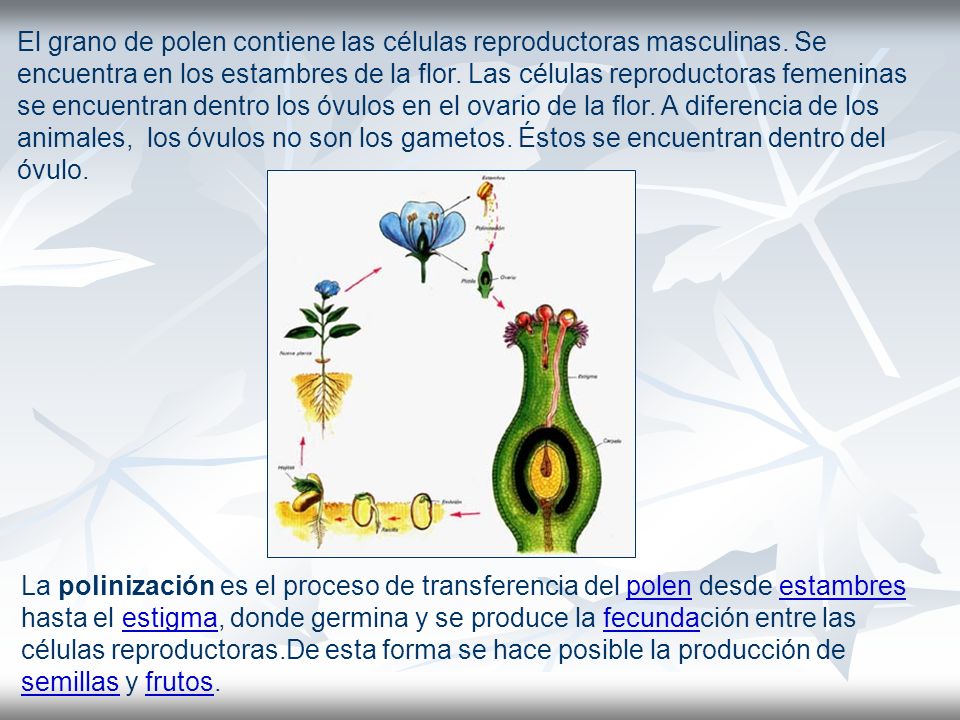 El grano de polen contiene las células reproductoras masculinas