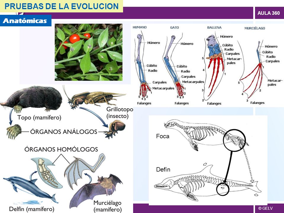 PRUEBAS DE LA EVOLUCION