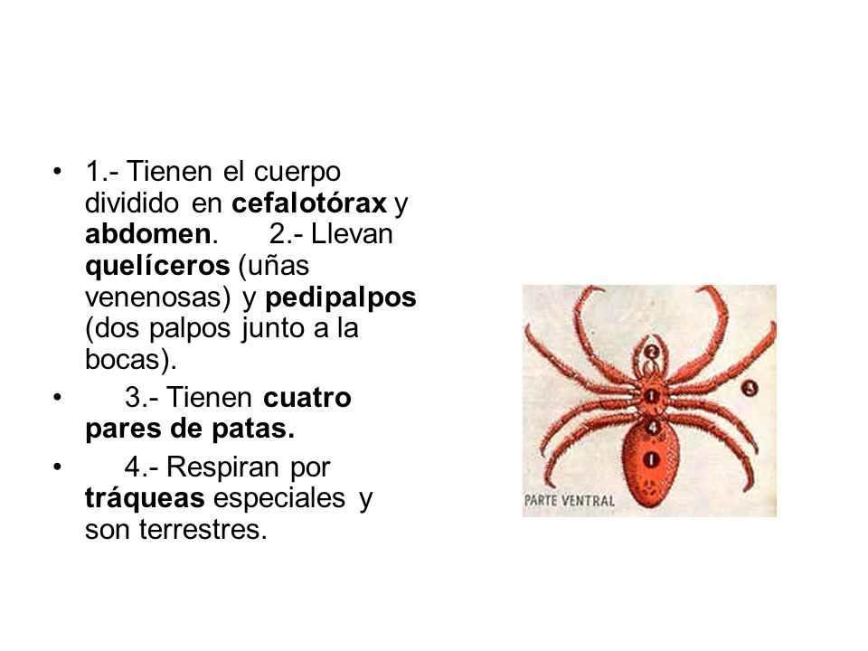 1. - Tienen el cuerpo dividido en cefalotórax y abdomen. 2