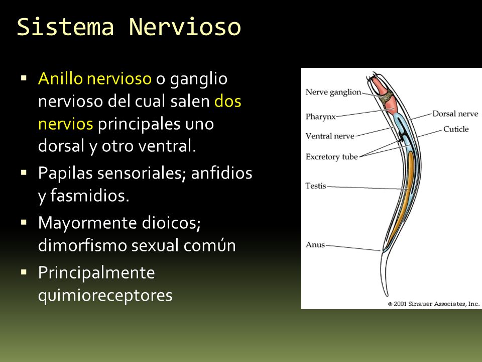 Sistema Nervioso Anillo nervioso o ganglio nervioso del cual salen dos nervios principales uno dorsal y otro ventral.