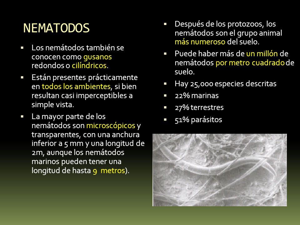 NEMATODOS Después de los protozoos, los nemátodos son el grupo animal más numeroso del suelo.