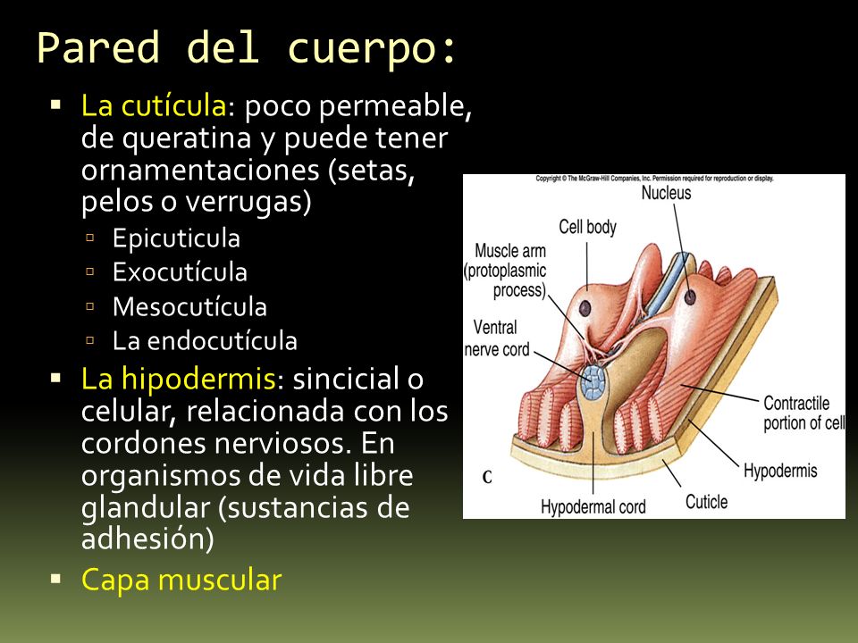 Pared del cuerpo: La cutícula: poco permeable, de queratina y puede tener ornamentaciones (setas, pelos o verrugas)