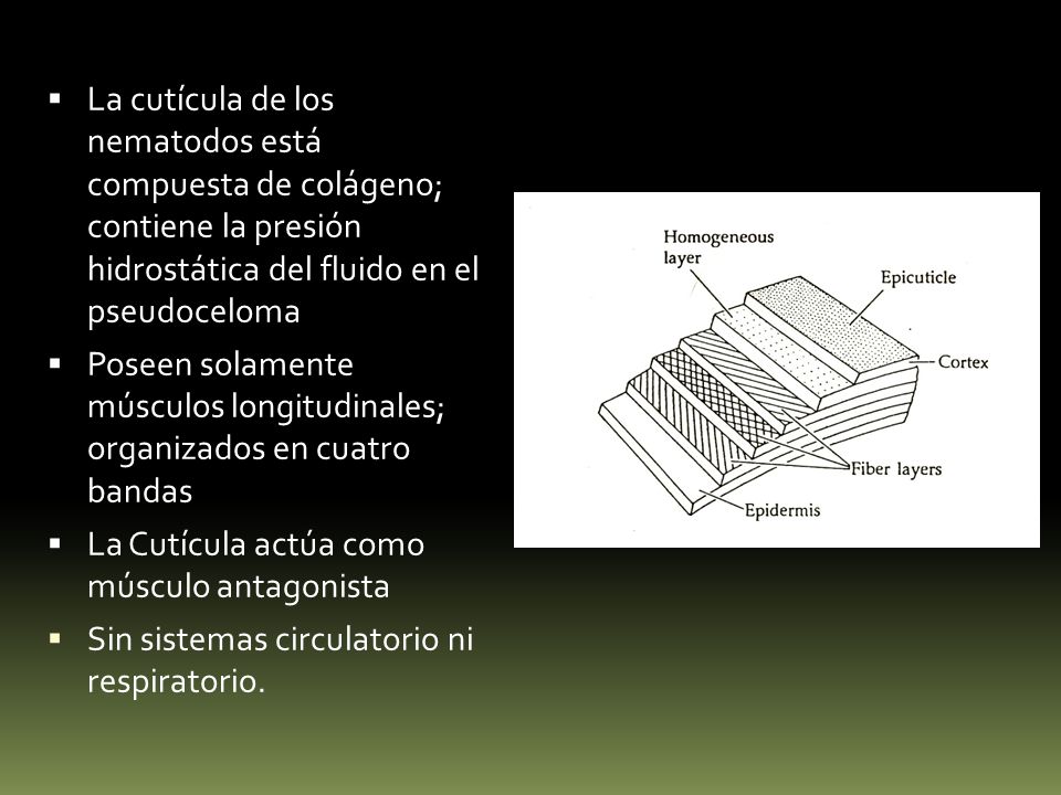 La cutícula de los nematodos está compuesta de colágeno; contiene la presión hidrostática del fluido en el pseudoceloma