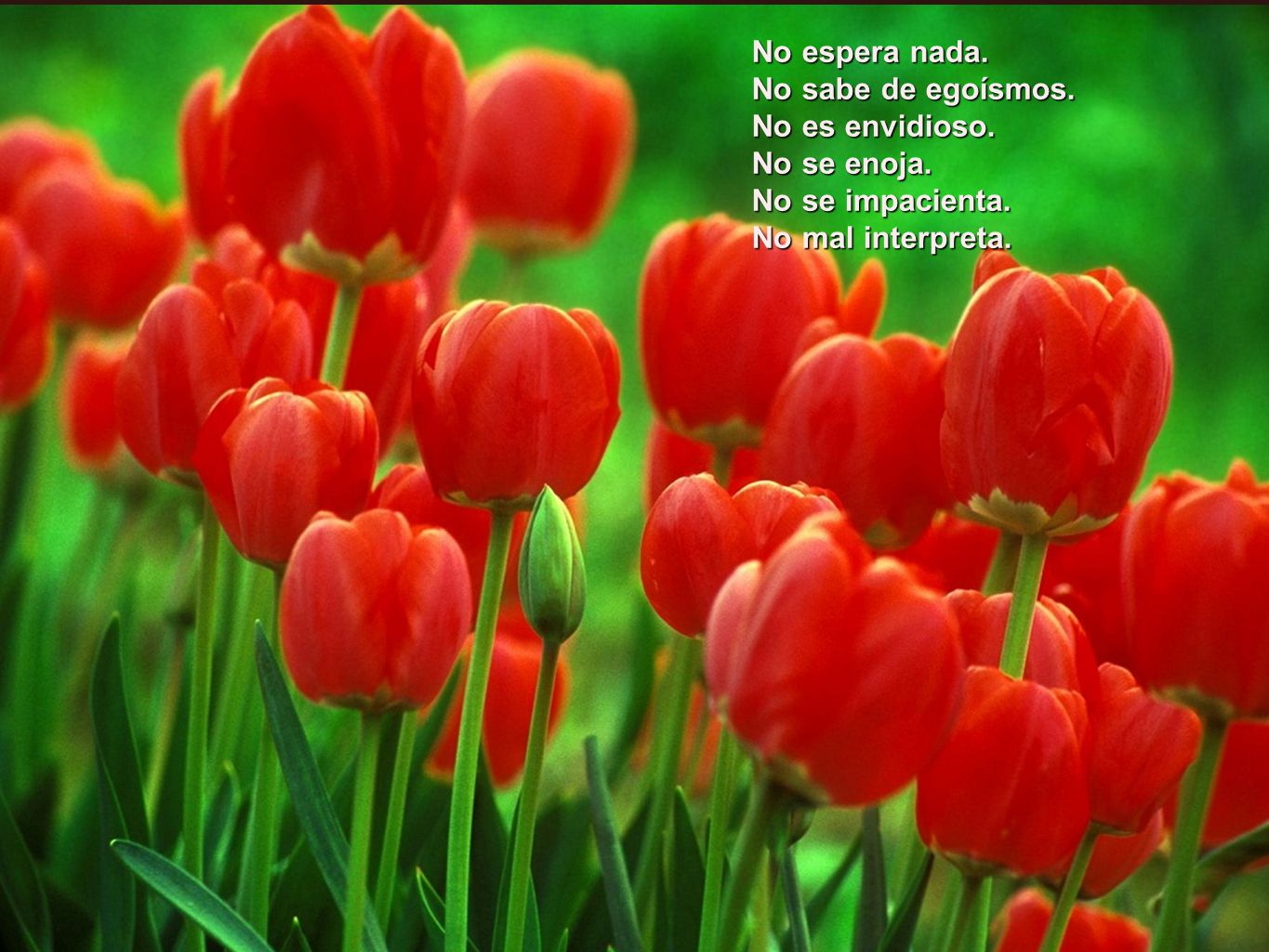 No espera nada. No sabe de egoísmos. No es envidioso. No se enoja