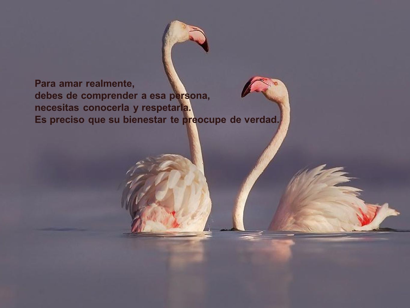 Para amar realmente, debes de comprender a esa persona, necesitas conocerla y respetarla.