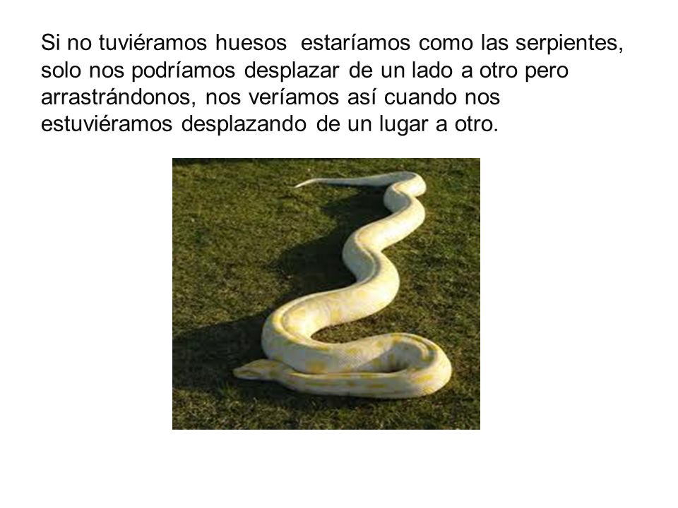 Si no tuviéramos huesos estaríamos como las serpientes, solo nos podríamos desplazar de un lado a otro pero arrastrándonos, nos veríamos así cuando nos estuviéramos desplazando de un lugar a otro.