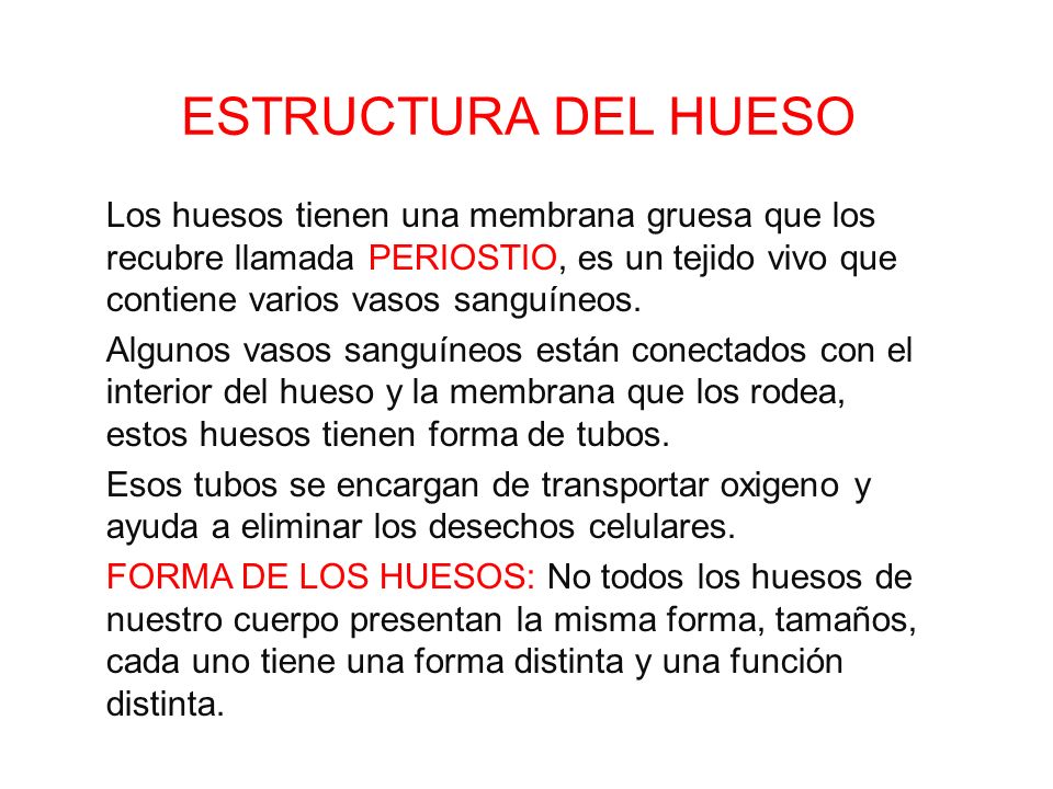 ESTRUCTURA DEL HUESO Los huesos tienen una membrana gruesa que los recubre llamada PERIOSTIO, es un tejido vivo que contiene varios vasos sanguíneos.