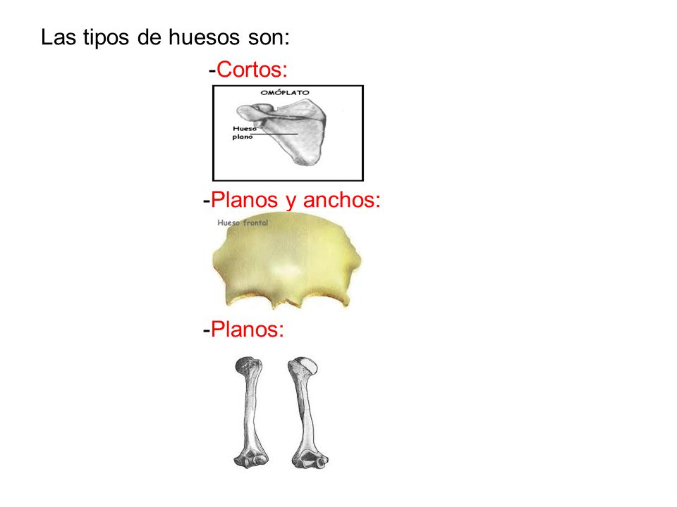 Las tipos de huesos son: -Cortos: -Planos y anchos: -Planos: