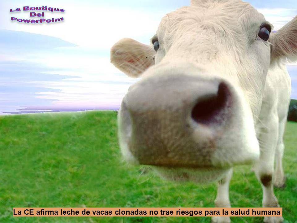 La CE afirma leche de vacas clonadas no trae riesgos para la salud humana
