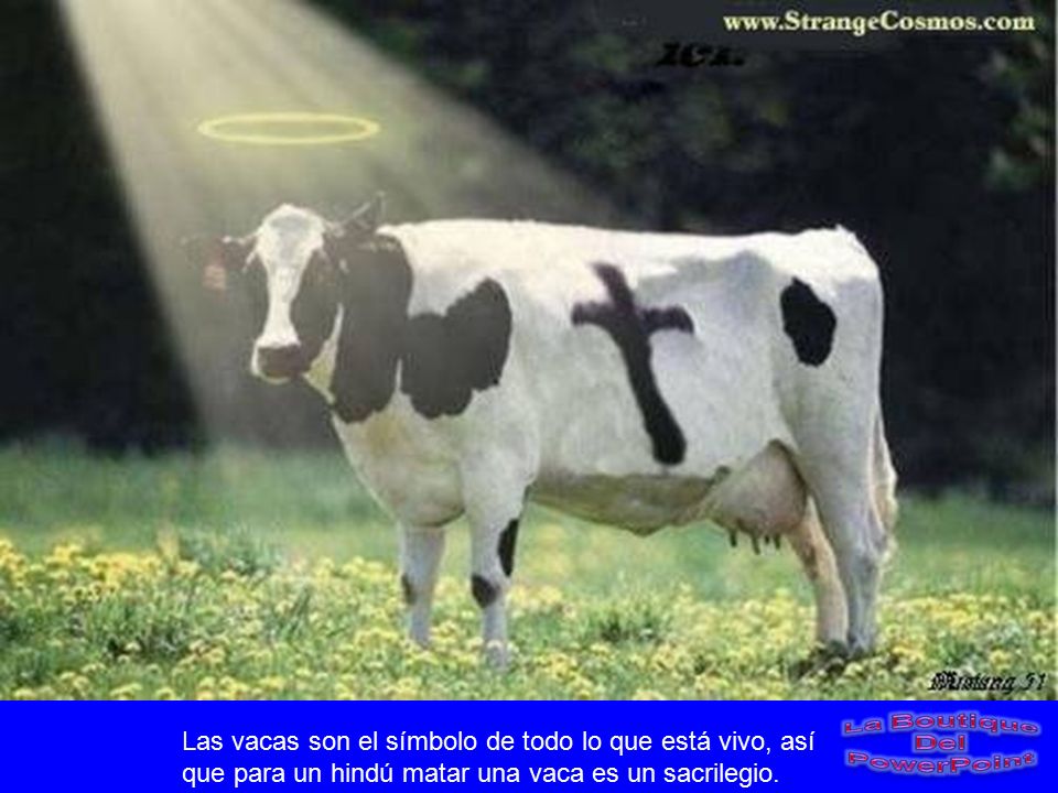Las vacas son el símbolo de todo lo que está vivo, así que para un hindú matar una vaca es un sacrilegio.