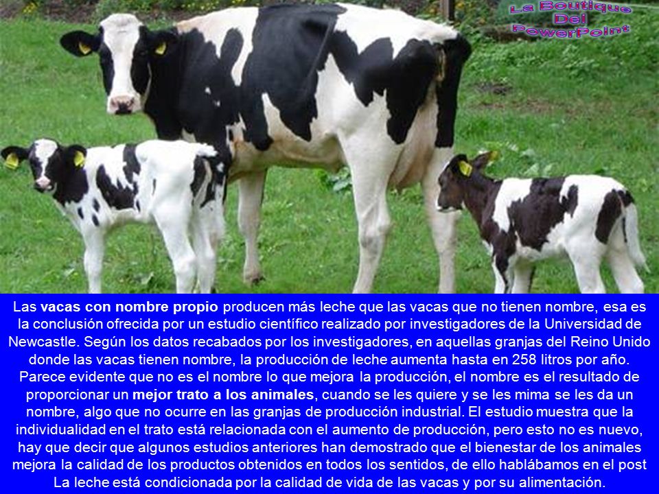 Las vacas con nombre propio producen más leche que las vacas que no tienen nombre, esa es la conclusión ofrecida por un estudio científico realizado por investigadores de la Universidad de Newcastle. Según los datos recabados por los investigadores, en aquellas granjas del Reino Unido donde las vacas tienen nombre, la producción de leche aumenta hasta en 258 litros por año.