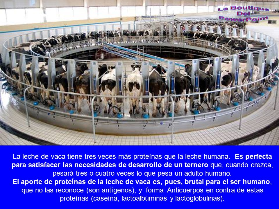 La leche de vaca tiene tres veces más proteínas que la leche humana