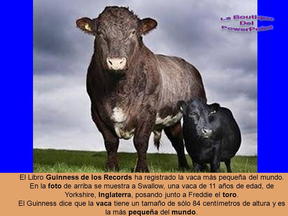 El Libro Guinness de los Records ha registrado la vaca más pequeña del mundo.
