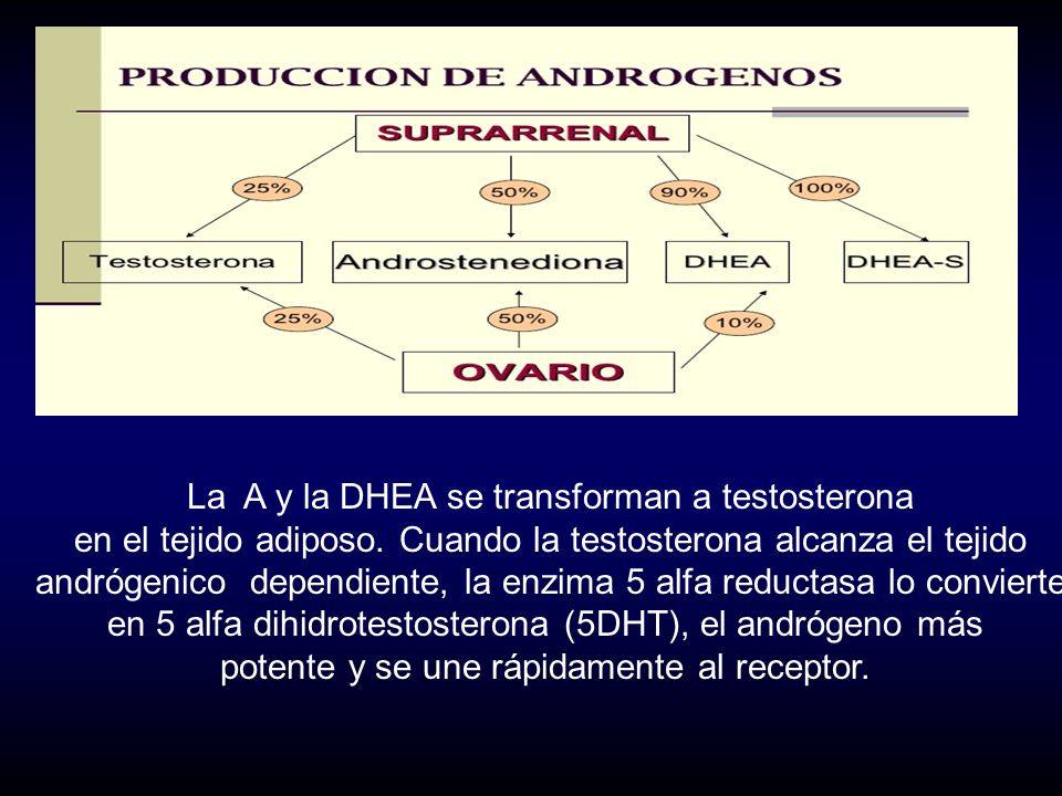La A y la DHEA se transforman a testosterona