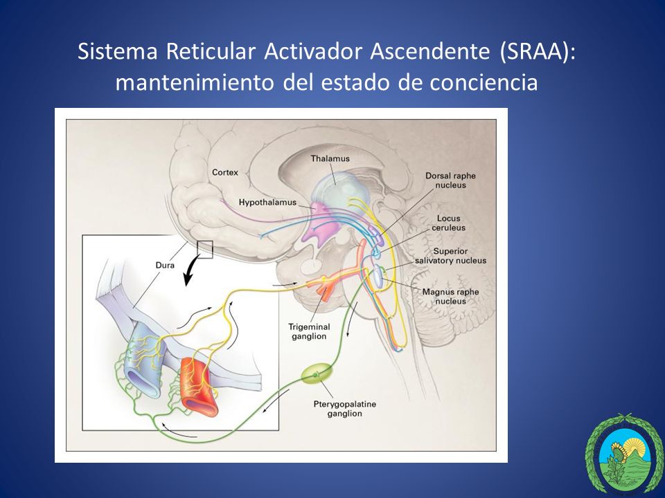 Sistema Reticular Activador Ascendente (SRAA): mantenimiento del estado de conciencia