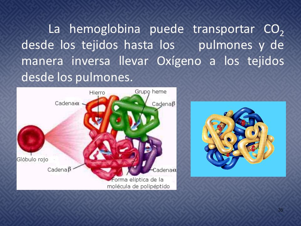 La hemoglobina puede transportar CO2 desde los tejidos hasta los pulmones y de manera inversa llevar Oxígeno a los tejidos desde los pulmones.