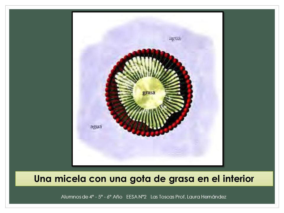Una micela con una gota de grasa en el interior